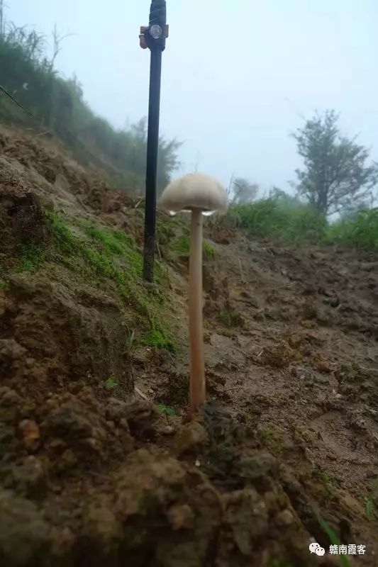 齐云山南酸枣糕_齐云山风景名胜区_齐云山在哪