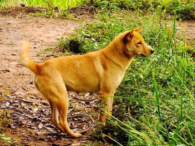 中华犬_犬中华诗词论坛手机版_犬中华寻宝记