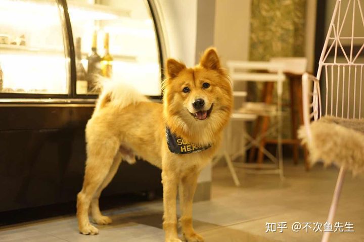 中华犬_犬中华寻宝记_犬中华诗词论坛手机版