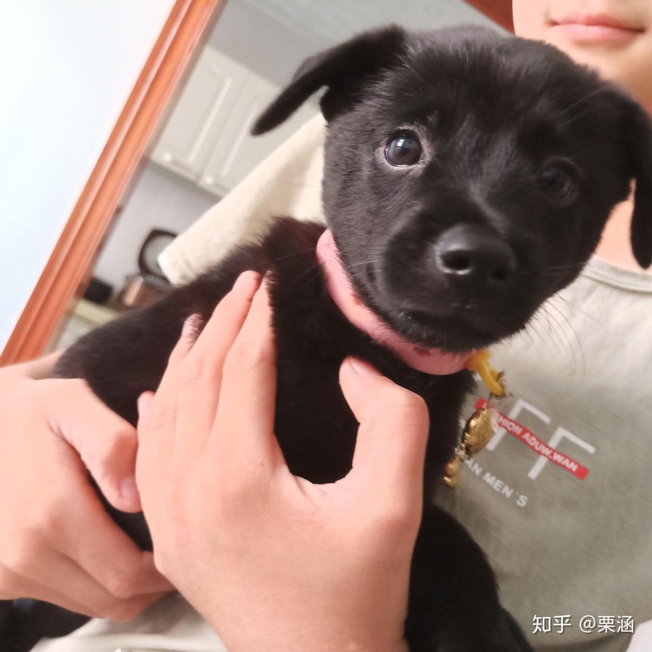 田园犬中华品种图片大全_田园犬中华品种图片及价格_中华田园犬12个品种图