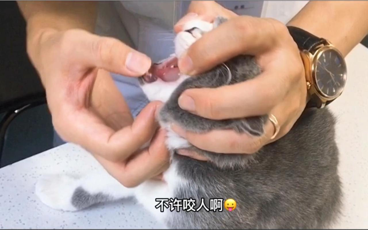 猫病抓伤狂犬为什么不死_猫抓伤狂犬病几乎为_猫抓伤狂犬病几乎为0