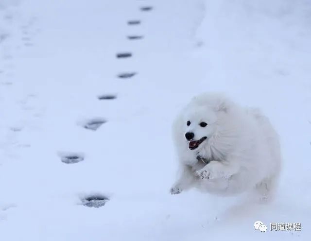 狗狗大全图片带名字品种名称_狗狗大全品种图片及价格_狗狗品种大全及图片