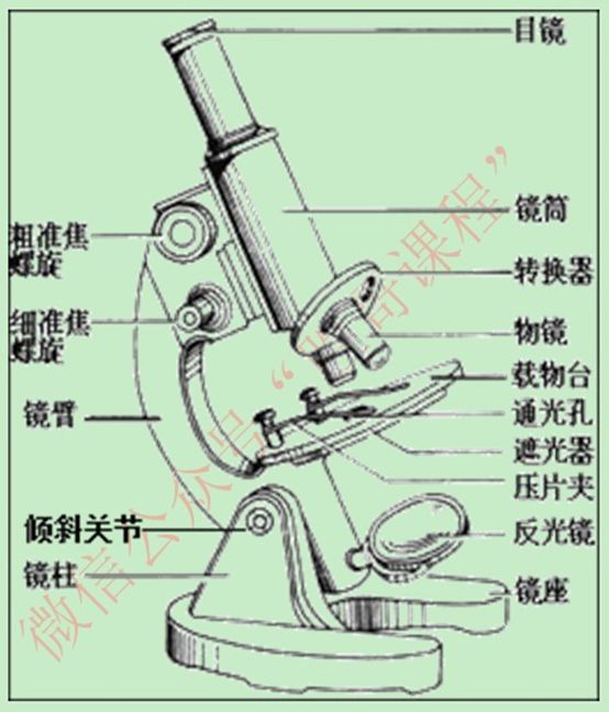 显微镜构图的简笔画_显微镜的结构图怎么画清晰_显微镜的结构图