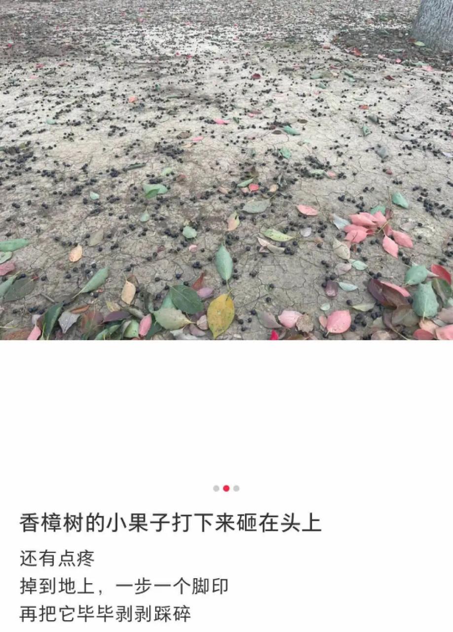 石楠花的味道是什么梗_石楠花梗_石楠花味道怎么样