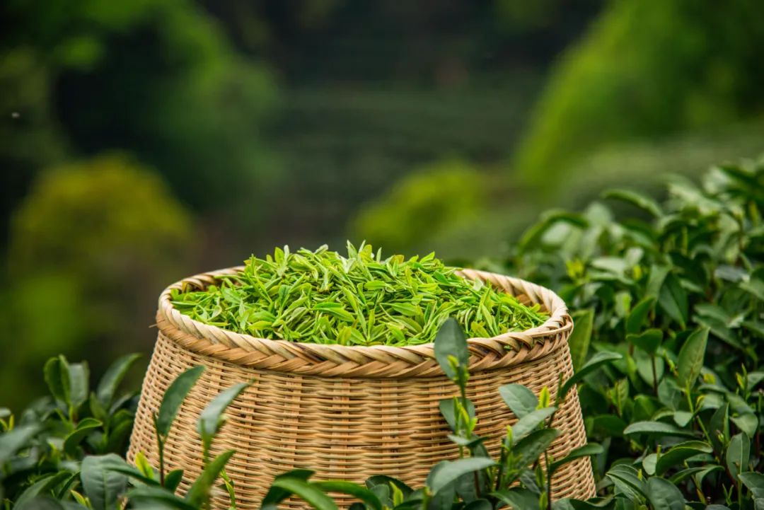 茶叶浙江杭州盛产的是_浙江杭州盛产的茶叶是什么茶叶_中国茶叶历史悠久浙江杭州盛产