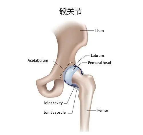 青蛙靠什么呼吸_青蛙靠什么呼吸_青蛙靠什么呼吸