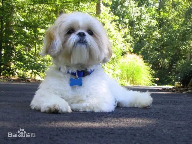 犬种大全_犬种大全图片及名字_犬种大全品种