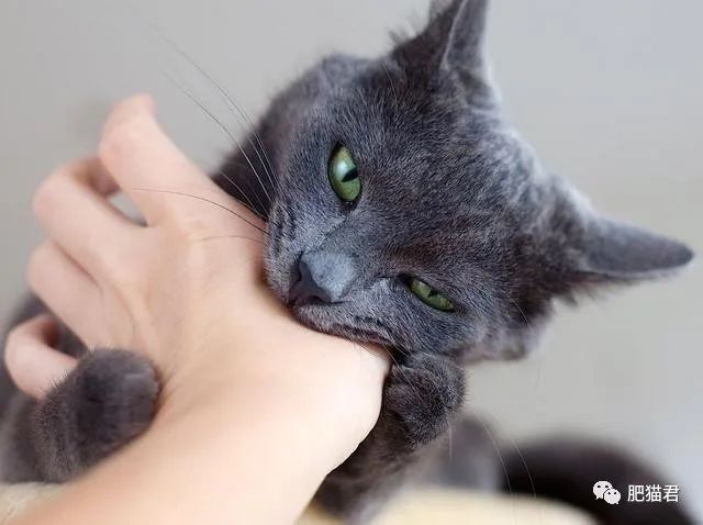 猫抓伤狂犬病几乎为_猫病抓伤狂犬为什么不死_猫抓伤狂犬病几乎为0