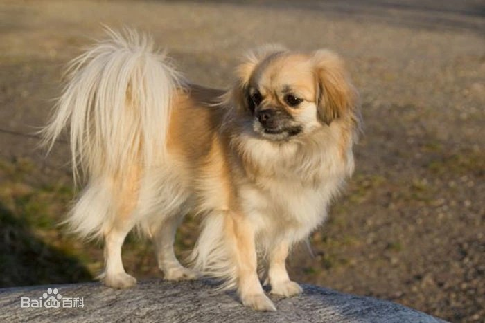 犬种大全图片及名字_犬种大全品种_犬种大全