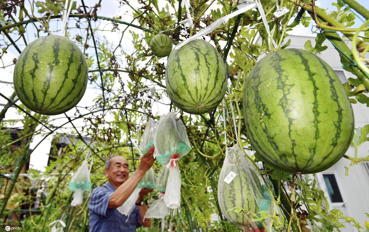 香榧价格_香榧多少钱_2020香榧价格是多少钱一斤