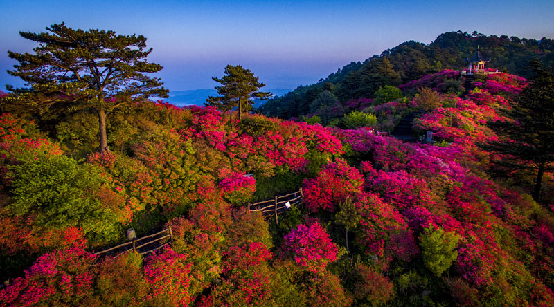 麻城杜鹃是什么山_麻城杜鹃好玩吗_麻城杜鹃