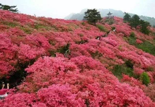 麻城杜鹃好玩吗_麻城杜鹃_麻城杜鹃是什么山