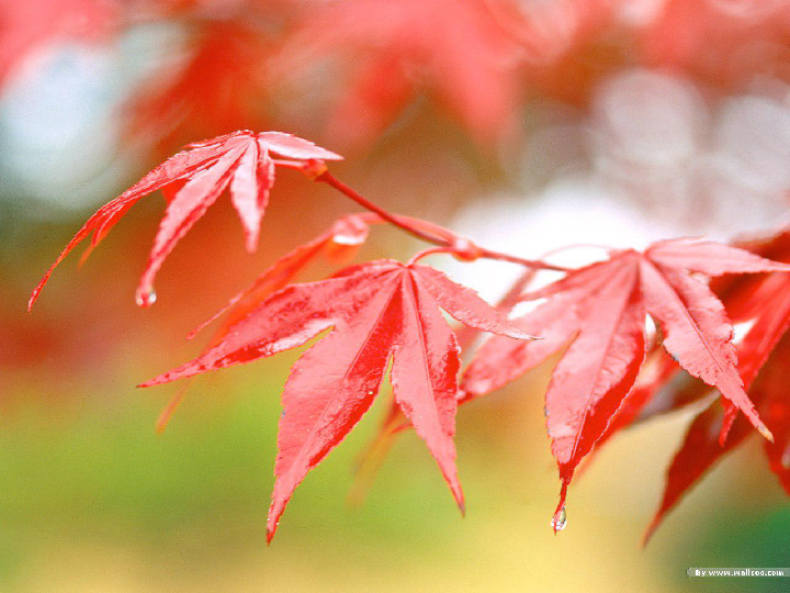 明日黄花的意思_昨日黄花诗句_明日黄花和昨日黄花