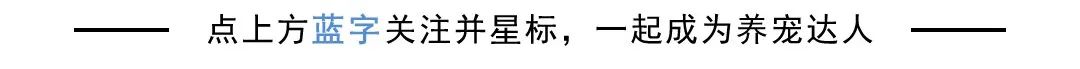 大全品种狗名字图片欣赏_狗品种名称图片大全图片_狗的品种图片名字大全