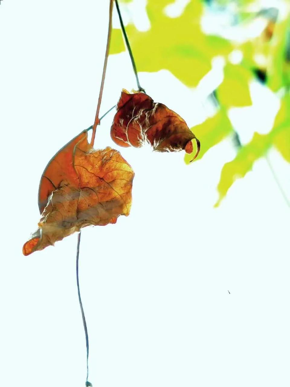 昨日黄花诗句_明日黄花的意思_明日黄花和昨日黄花