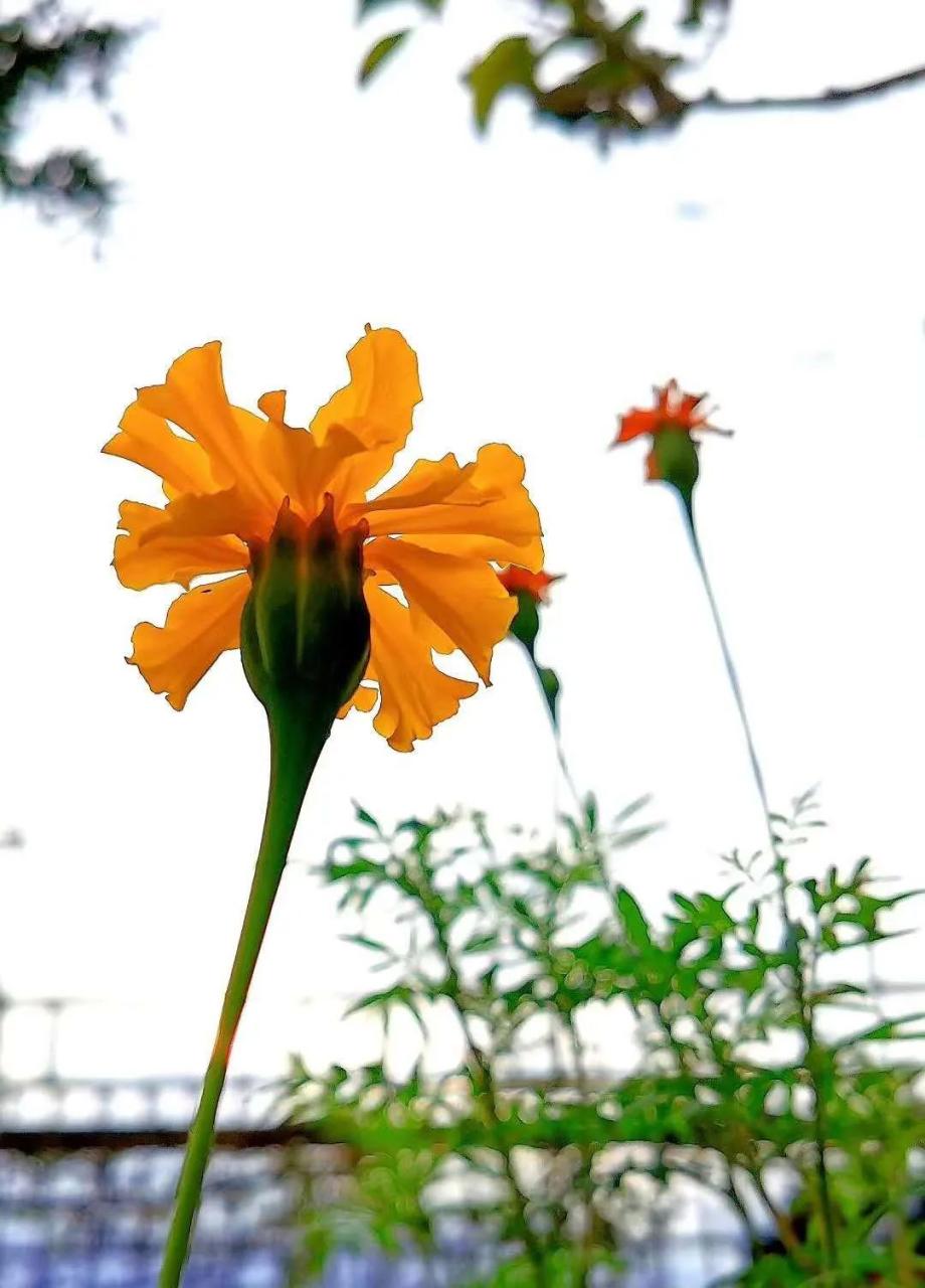 明日黄花和昨日黄花_明日黄花的意思_昨日黄花诗句