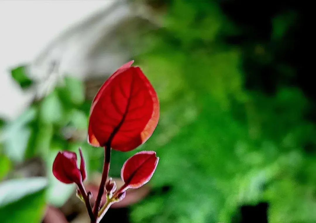 明日黄花和昨日黄花_昨日黄花诗句_明日黄花的意思