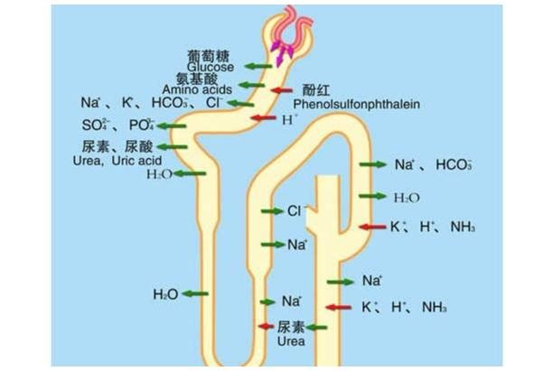 一颗肾值多少人民币_人民对新加坡币汇率_人民还币大写的2怎么写